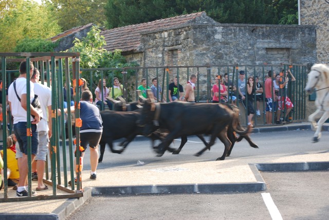 Abrivado  Bédarrides 2014_02.jpg