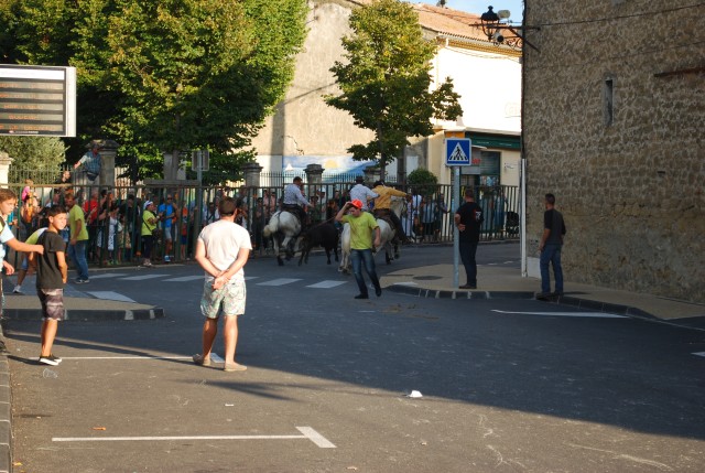 Abrivado  Bédarrides 2014_13.jpg