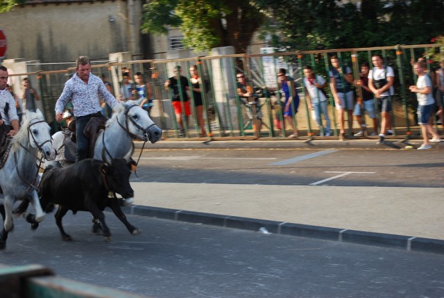 Abrivado  Bédarrides 2014_15.jpg