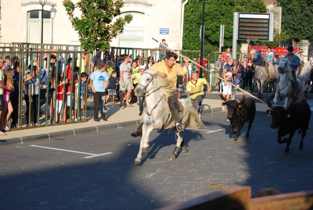 Abrivado  Bédarrides 2014_20.jpg