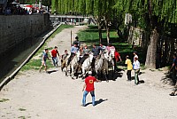 abrivado_pernes_2016__20.jpg