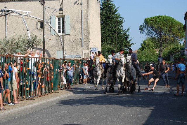 Abrivado athen_paluds_2015_16.jpg