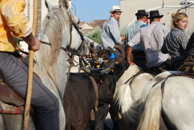 Abrivado athen_paluds_2015_20.jpg