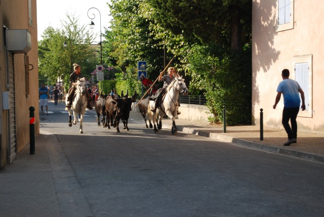 Abrivado athen_paluds_2015_22.jpg