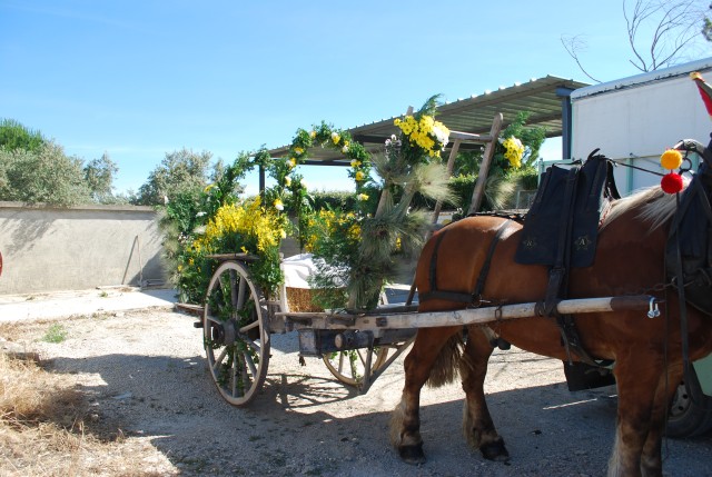 Foire chevaux Bedarrides 2017.jpg