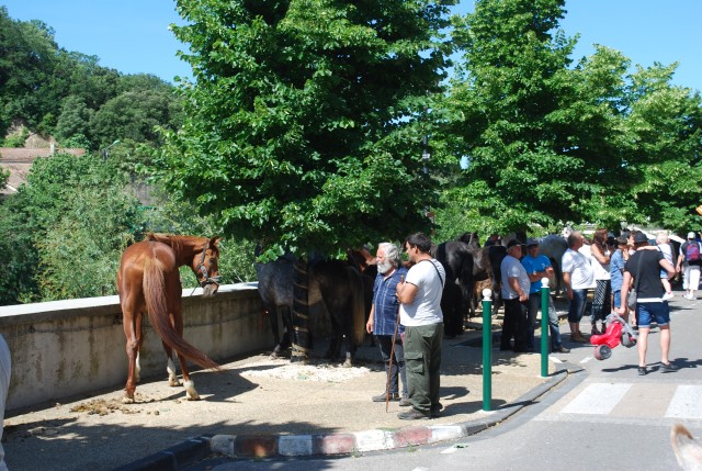 Foire chevaux Bedarrides 2017_09.jpg