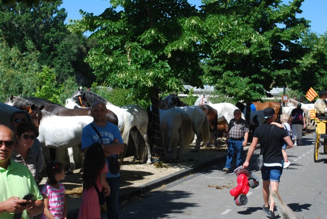 Foire chevaux Bedarrides 2017_10.jpg