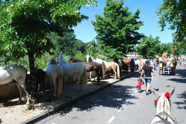 Foire chevaux Bedarrides 2017_11.jpg