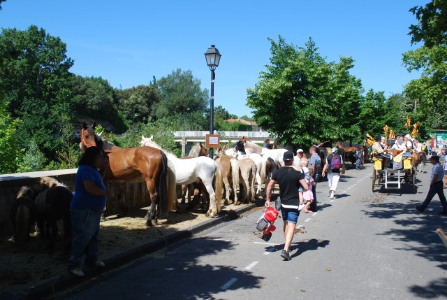 Foire chevaux Bedarrides 2017_14.jpg