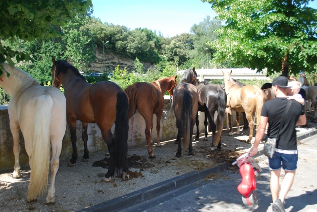 Foire chevaux Bedarrides 2017_15.jpg