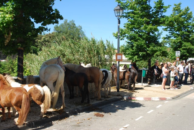 Foire chevaux Bedarrides 2017_16.jpg