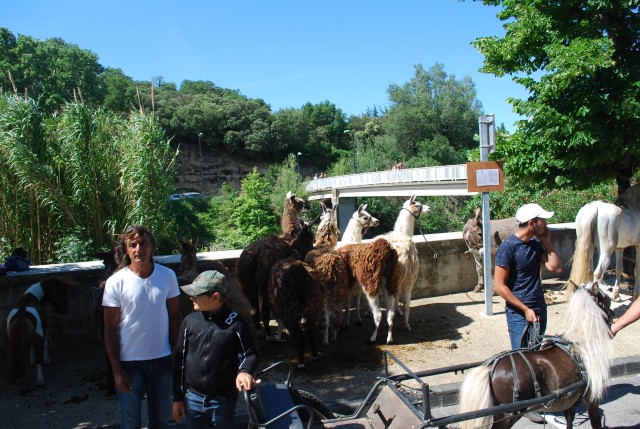 Foire chevaux Bedarrides 2017_17.jpg