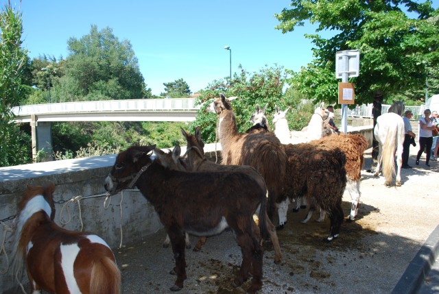 Foire chevaux Bedarrides 2017_26.jpg