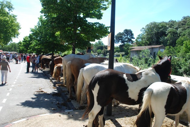 Foire chevaux Bedarrides 2017_27.jpg