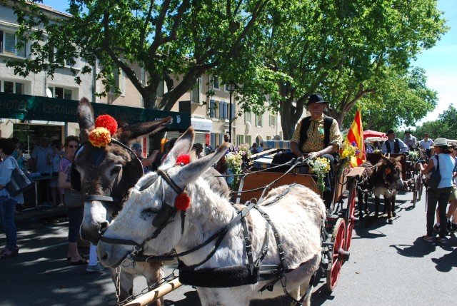 Foire chevaux Bedarrides 2017_38.jpg