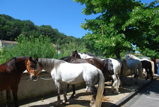 Foire chevaux Bedarrides 2017_41.jpg