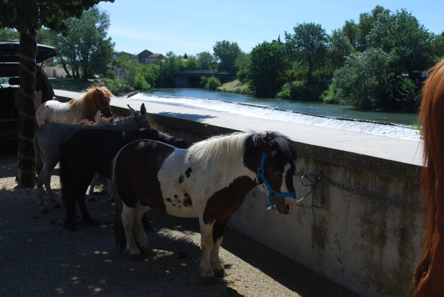 Foire chevaux Bedarrides 2017_42.jpg