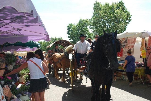 Foire chevaux Bedarrides 2017_45.jpg