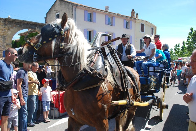 Foire chevaux Bedarrides 2017_54.jpg