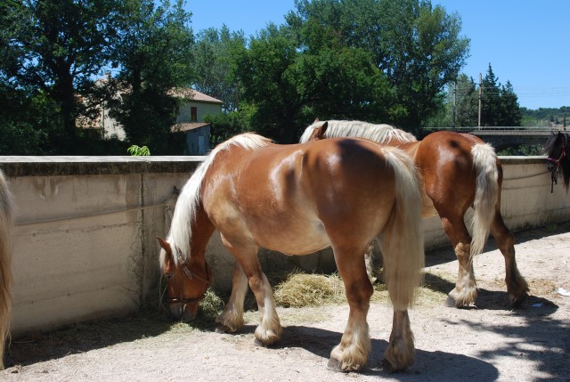 Foire chevaux Bedarrides 2017_60.jpg