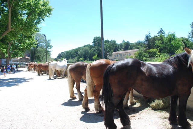 Foire chevaux Bedarrides 2017_61.jpg