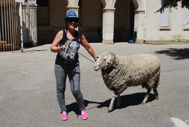 Foire chevaux Bedarrides 2017_69.jpg