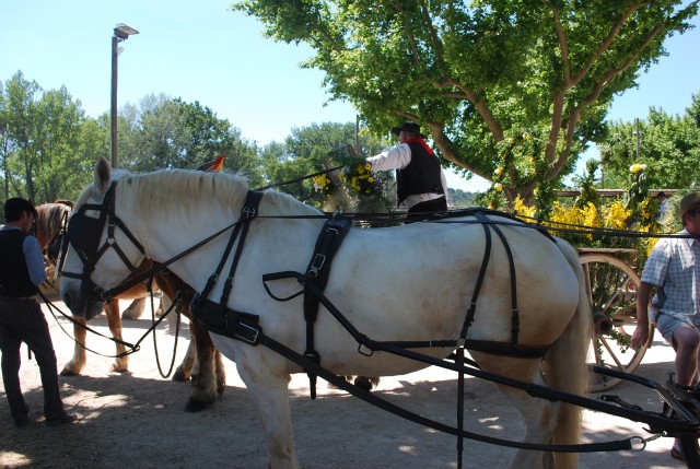 Foire chevaux Bedarrides 2017_70.jpg