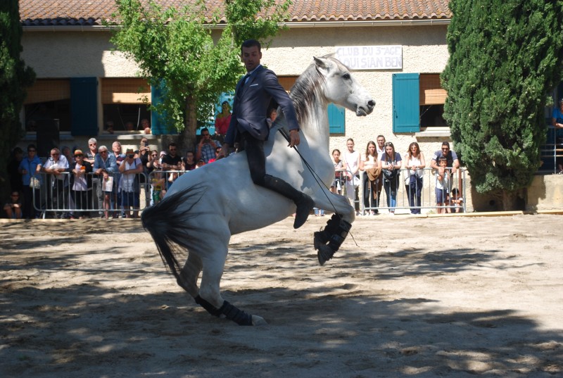 Foire_chevaux_spectacle_2019_15.jpg