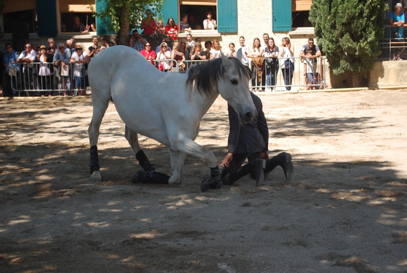 Foire_chevaux_spectacle_2019_18.jpg