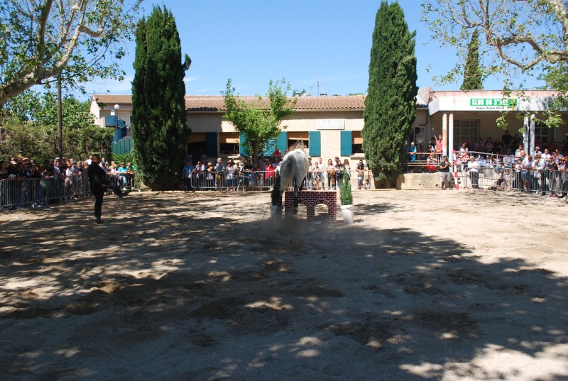 Foire_chevaux_spectacle_2019_19.jpg