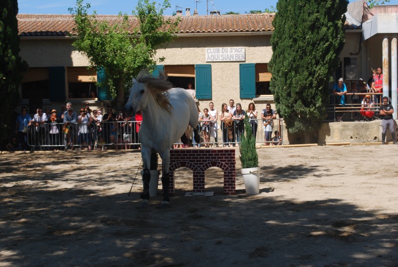 Foire_chevaux_spectacle_2019_20.jpg