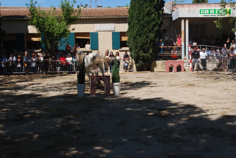 Foire_chevaux_spectacle_2019_21.jpg