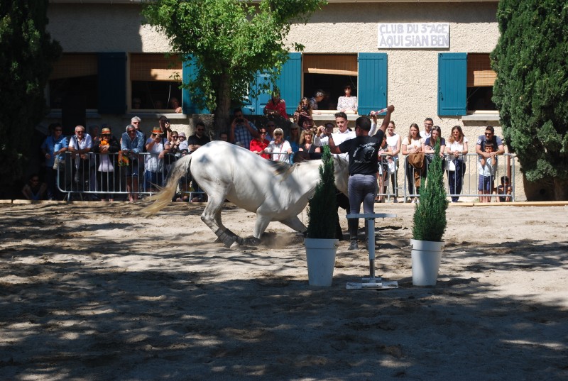 Foire_chevaux_spectacle_2019_24.jpg