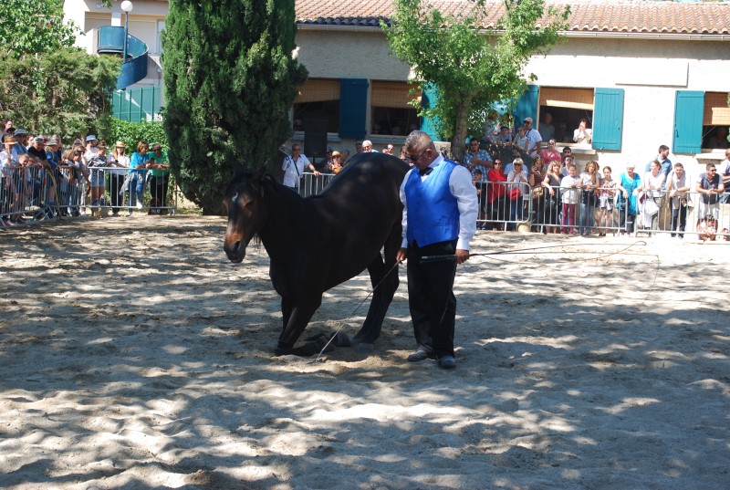 Foire_chevaux_spectacle_2019_50.jpg