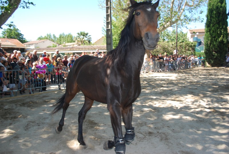 Foire_chevaux_spectacle_2019_51.jpg