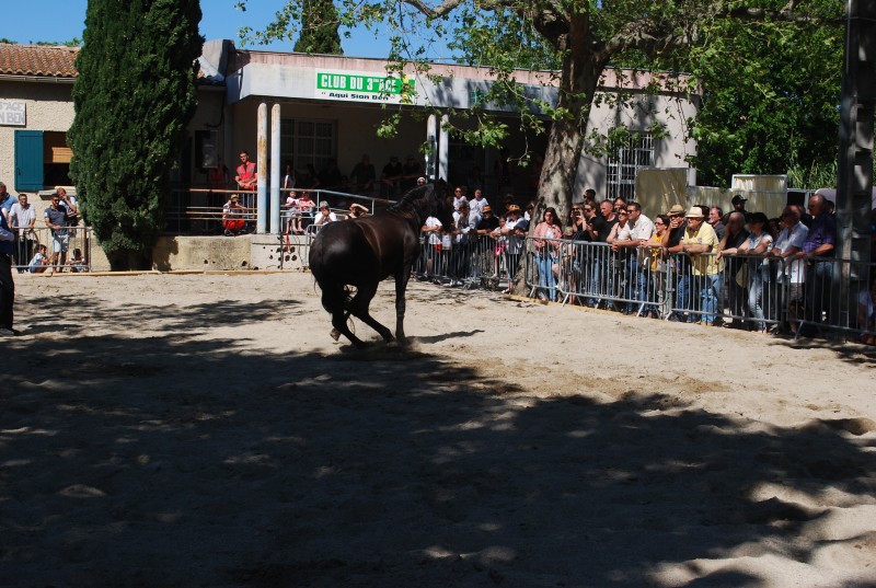 Foire_chevaux_spectacle_2019_52.jpg