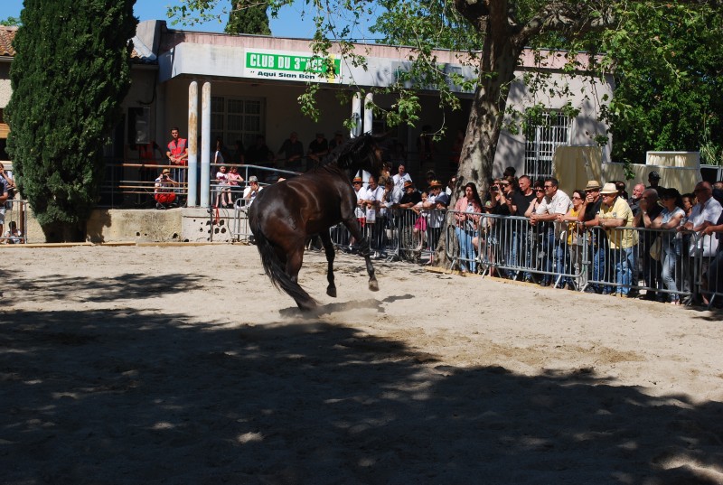 Foire_chevaux_spectacle_2019_53.jpg