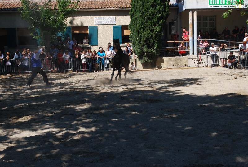 Foire_chevaux_spectacle_2019_54.jpg