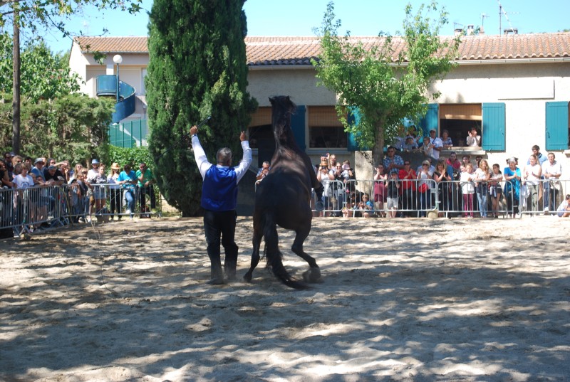 Foire_chevaux_spectacle_2019_55.jpg