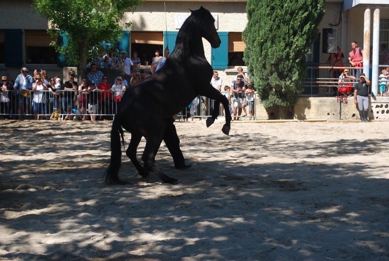 Foire_chevaux_spectacle_2019_56.jpg