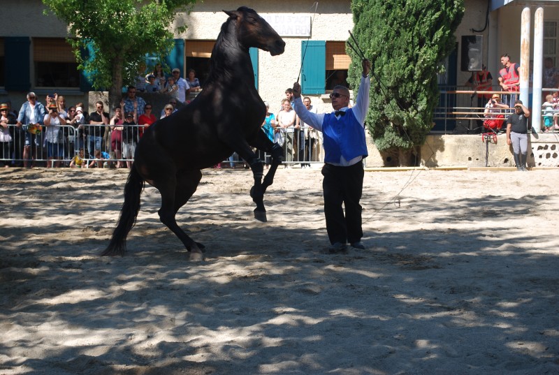 Foire_chevaux_spectacle_2019_57.jpg