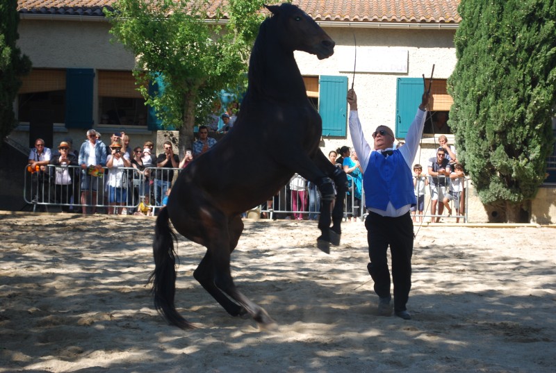 Foire_chevaux_spectacle_2019_58.jpg