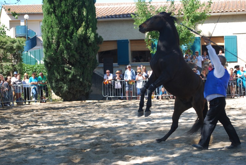 Foire_chevaux_spectacle_2019_59.jpg