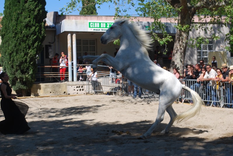 Foire_chevaux_spectacle_2019_64.jpg