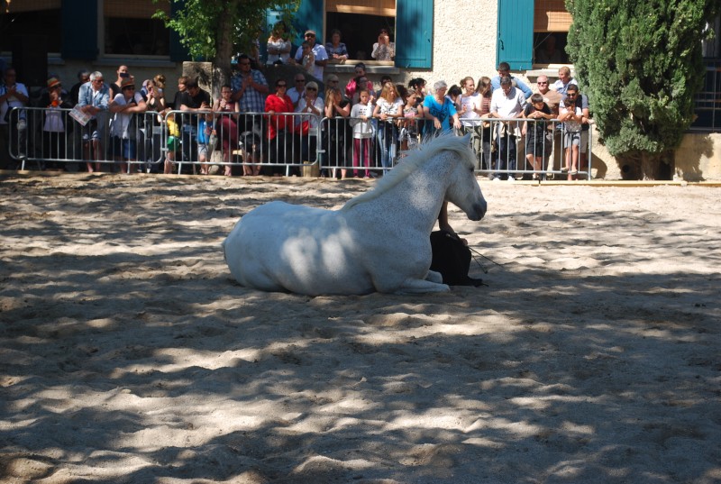 Foire_chevaux_spectacle_2019_65.jpg