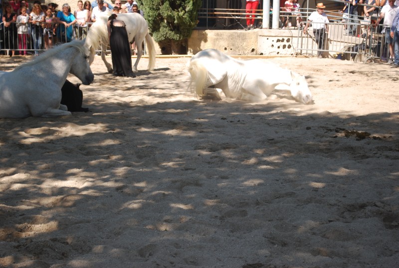 Foire_chevaux_spectacle_2019_66.jpg