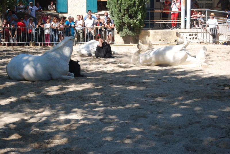 Foire_chevaux_spectacle_2019_67.jpg