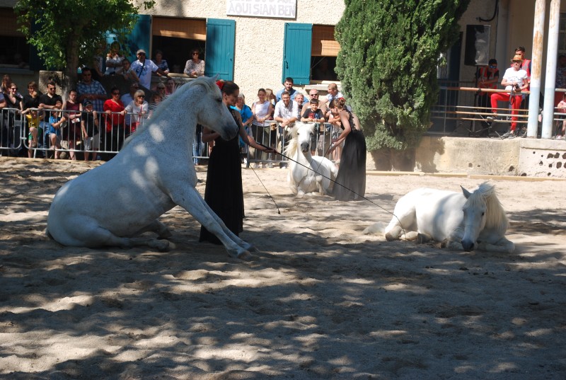 Foire_chevaux_spectacle_2019_68.jpg