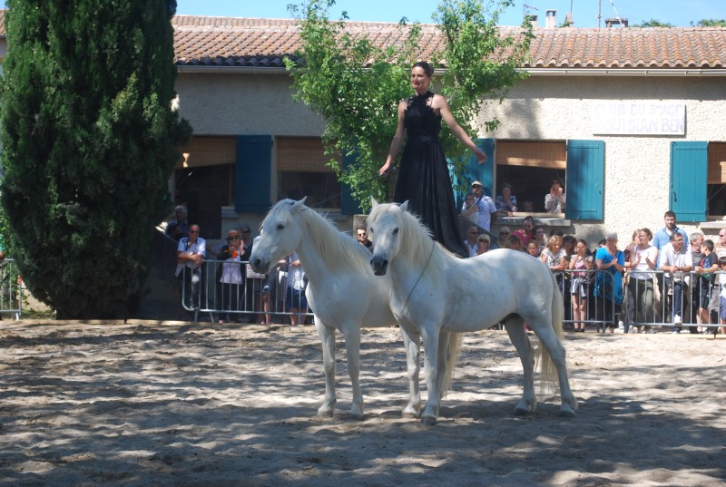 Foire_chevaux_spectacle_2019_71.jpg