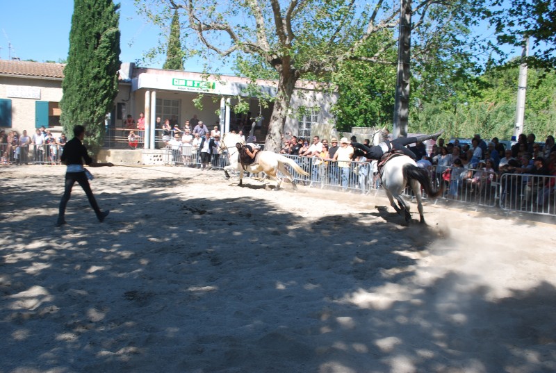 Foire_chevaux_spectacle_2019_76.jpg